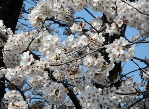 大垣警察市民監視事件と春・桜_f0197754_17444631.jpg