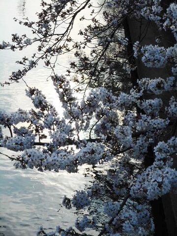 大垣警察市民監視事件と春・桜_f0197754_17485522.jpg