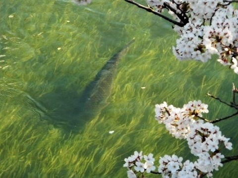 大垣警察市民監視事件と春・桜_f0197754_17490311.jpg