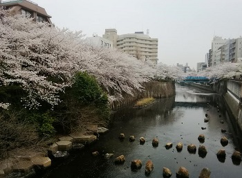 目黒川・桜まつり_a0061057_1955084.jpg