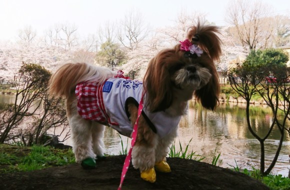 ３月２８日    近場で桜ハンターＺ  ④  じゅんさい池_b0306158_13253581.jpg