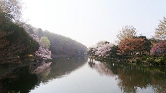 ３月２８日    近場で桜ハンターＺ  ④  じゅんさい池_b0306158_13365886.jpg