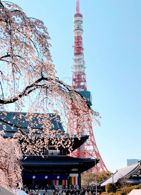 お寺と桜と東京タワーと_e0256058_19082192.jpg