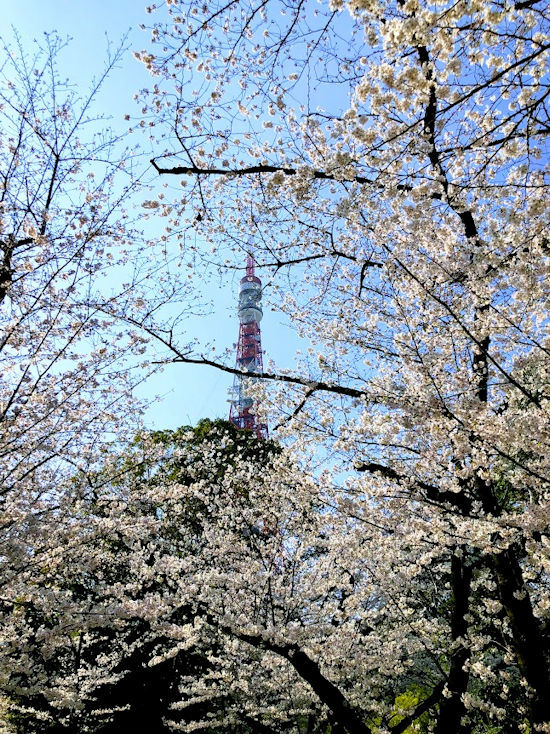 お寺と桜と東京タワーと_e0256058_19083222.jpg