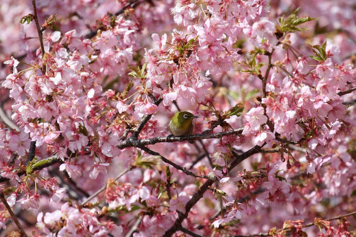 近隣の公園で、河津桜とメジロ_b0343660_21393400.jpg