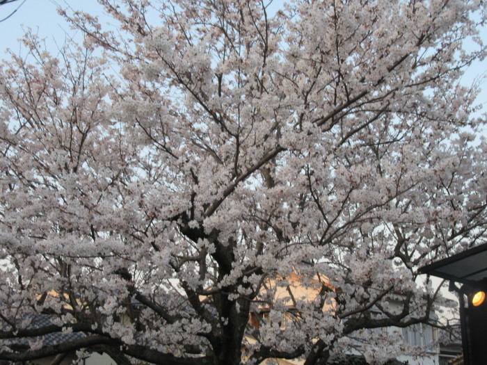 市内桜情報_f0113862_18272882.jpg