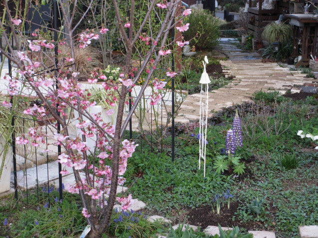 開花した庭の桜_a0243064_07233274.jpg