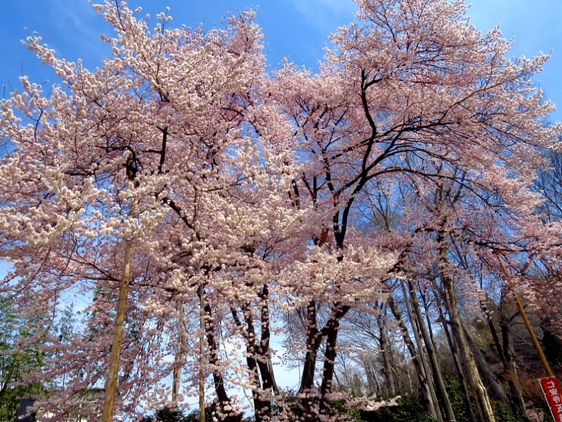 仁叟寺の五輪桜 \'18　ほか_c0305565_17545007.jpg