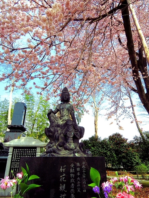 仁叟寺の五輪桜 \'18　ほか_c0305565_17552102.jpg