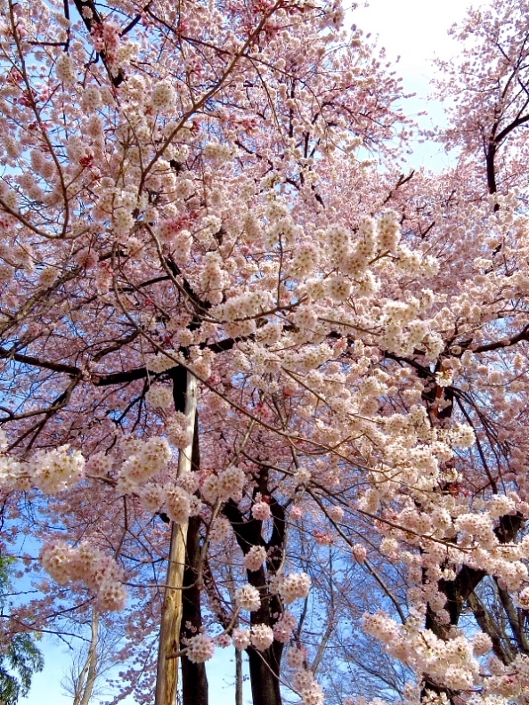 仁叟寺の五輪桜 \'18　ほか_c0305565_17553436.jpg