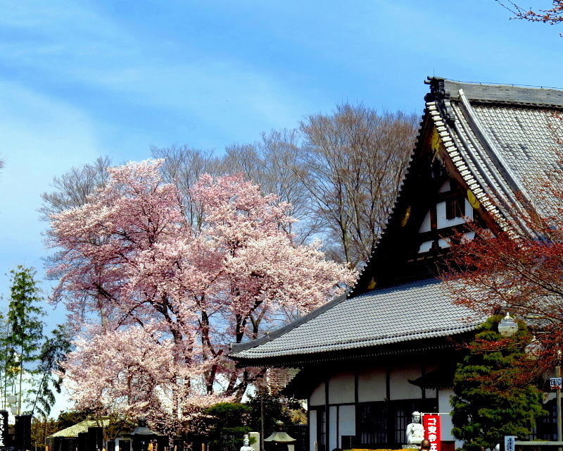 仁叟寺の五輪桜 \'18　ほか_c0305565_17555428.jpg