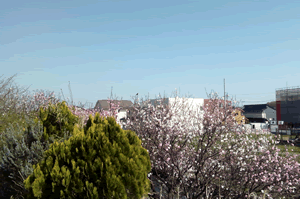 桜_d0099166_13411243.gif