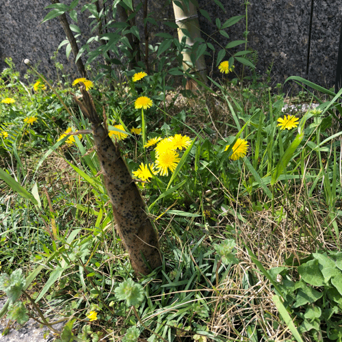 b0325867_18045006.gif