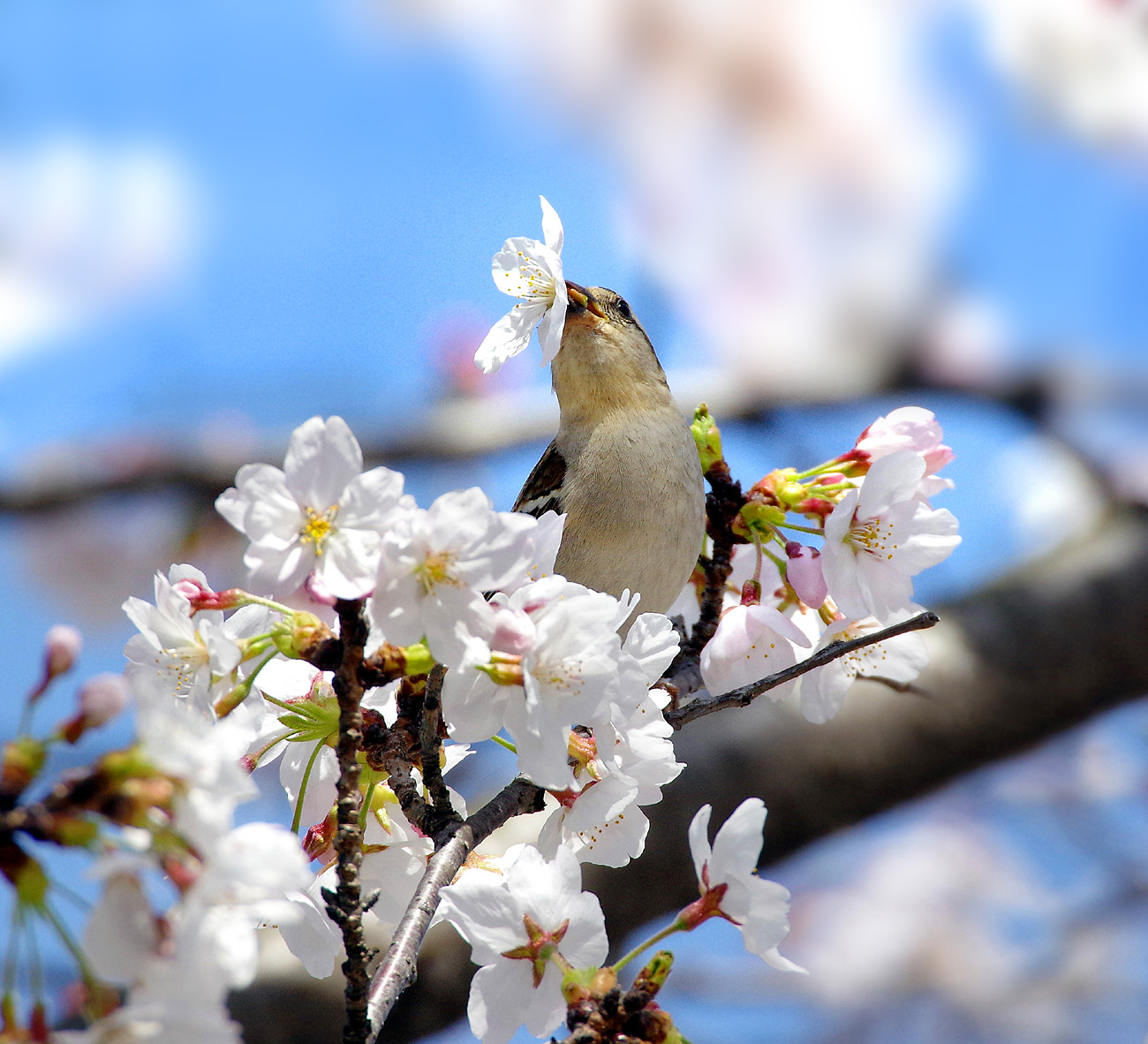 春の風物詩　ニュウナイスズメ_f0215767_16464681.jpg