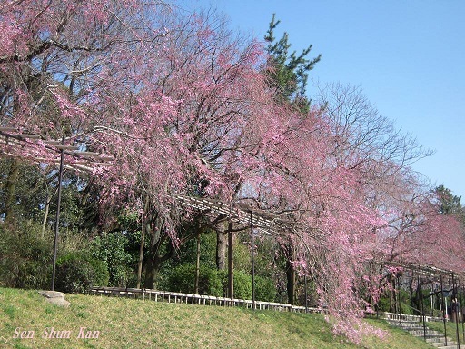 賀茂川の桜　　もう満開　2018年3月28日_a0164068_17194475.jpg