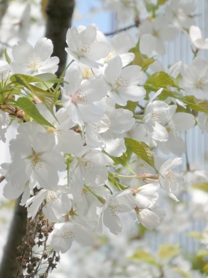 日本橋・京橋の桜_e0045768_22350283.jpg