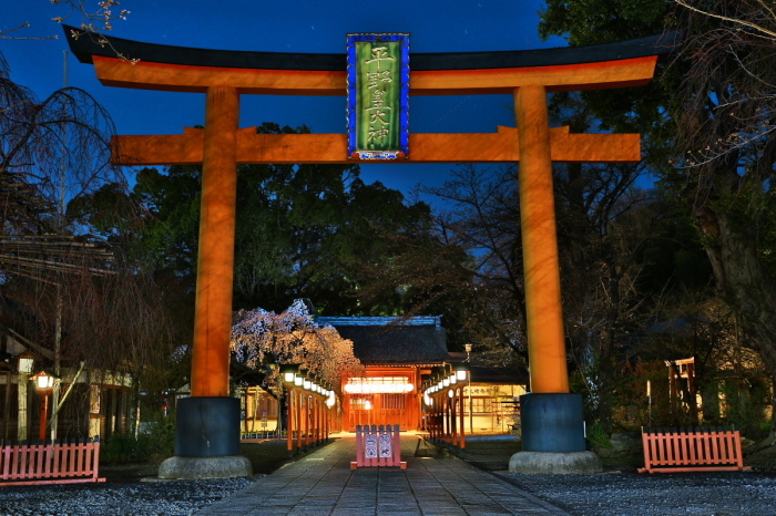  京都　桜2018　　　平野神社_f0021869_21562918.jpg