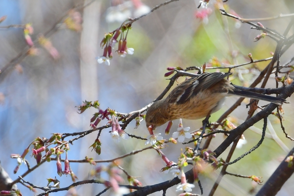 桜にベニマシコ 雄雌 エナガ_f0053272_21433845.jpg