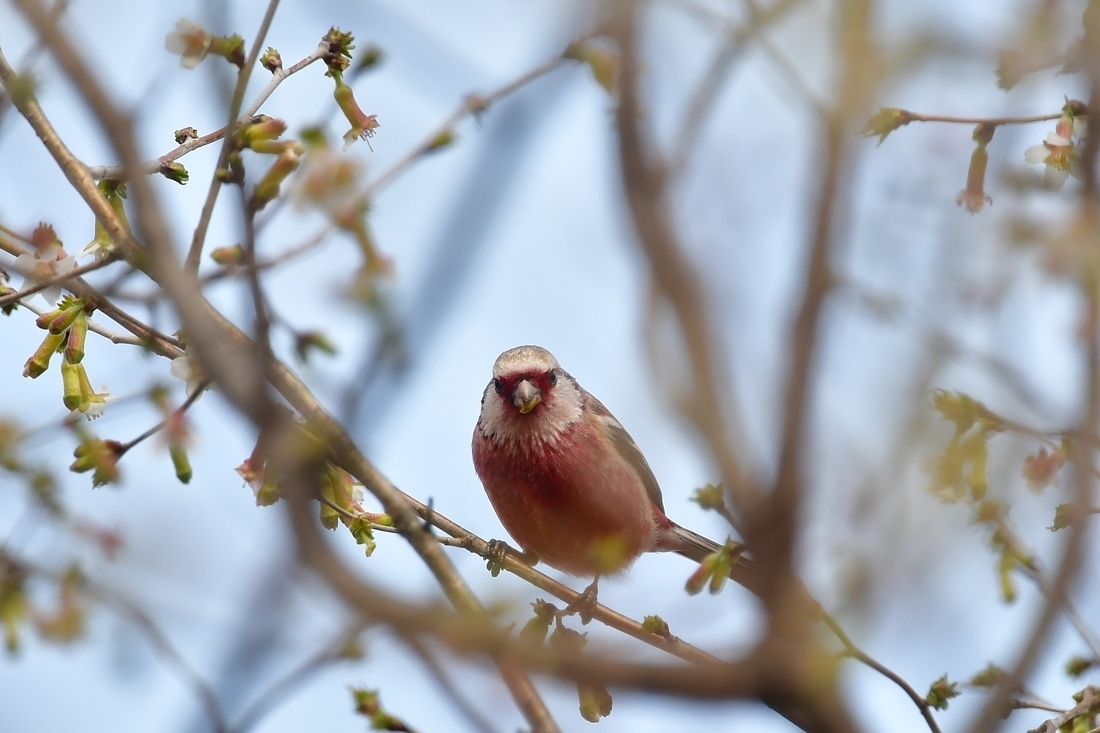 桜にベニマシコ 雄雌 エナガ_f0053272_21501040.jpg
