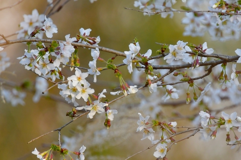 桜にベニマシコ　雄雌　エナガ_f0053272_22551819.jpg