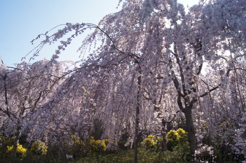 e0181373_21111030.jpg
