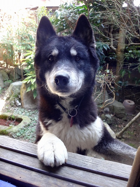 ハスキーがやってきた