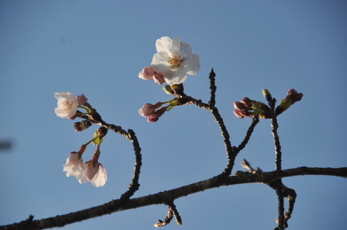 桜　日南市　竹香園　１８０３２５_a0043276_6161970.jpg