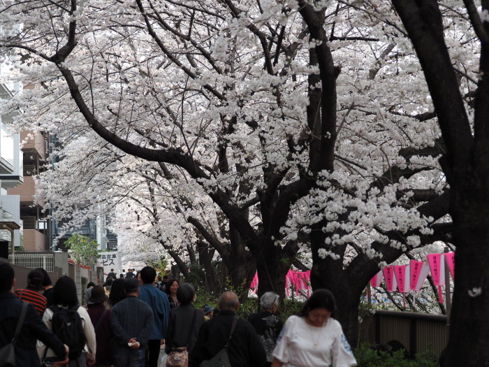 目黒川沿いのお花見_a0085679_08112872.jpg