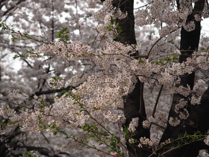 目黒川沿いのお花見_a0085679_08121683.jpg