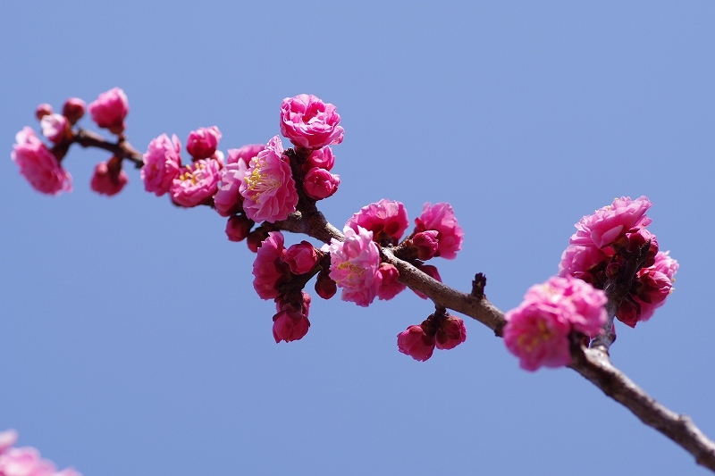 梅の花4(濃いピンク) : 自然と仲良くなれたらいいな2 梅の花4(濃いピンク) : 自然と仲良くなれたらいいな2