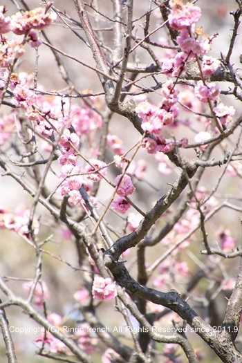 満開の桜の笑顔　　　桜2018_e0237680_14023884.jpg