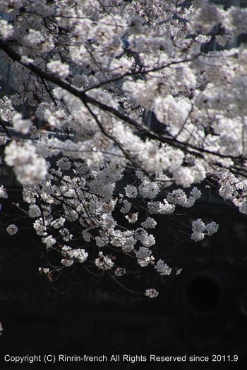 満開の桜の笑顔　　　桜2018_e0237680_14023889.jpg