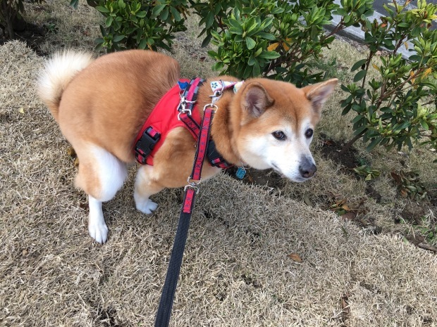 b0377882_21522386.jpeg