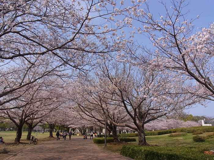 さくら♪　サクラ♪　桜♪　満開！_d0127182_16115660.jpg
