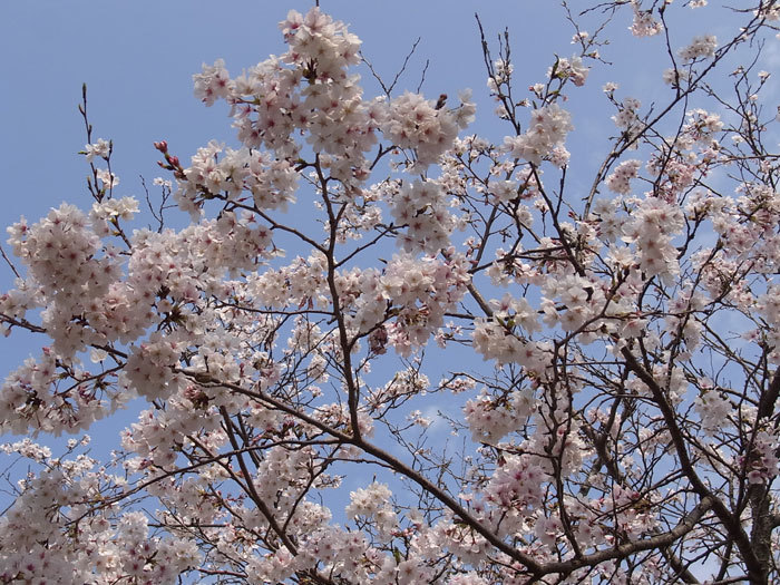 さくら♪　サクラ♪　桜♪　満開！_d0127182_16120332.jpg