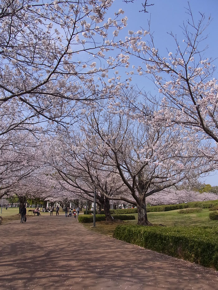さくら♪　サクラ♪　桜♪　満開！_d0127182_16121901.jpg