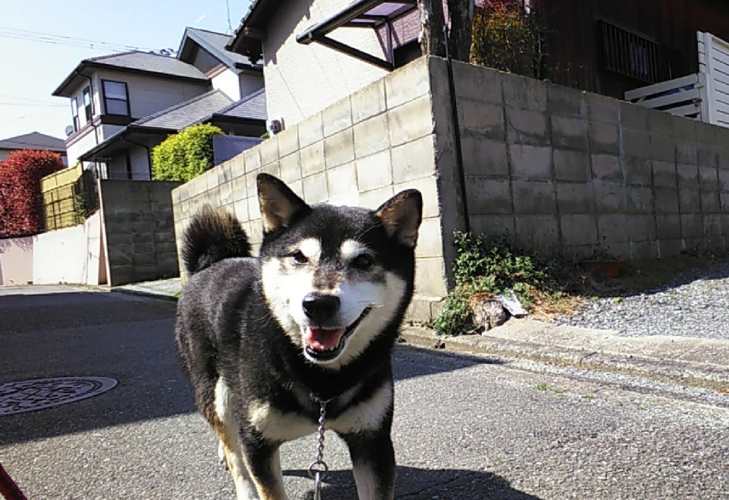 お散歩日和✨_f0357682_12402695.jpg