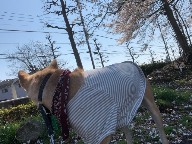 c0332184_16480040.jpeg
