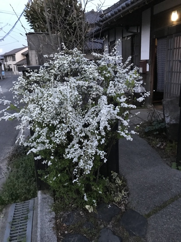 恒例のゆらゆら雪柳｢春のお楽しみの幕開けだ～｣編_e0359584_21100729.jpg