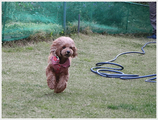 b0175688_20500888.gif