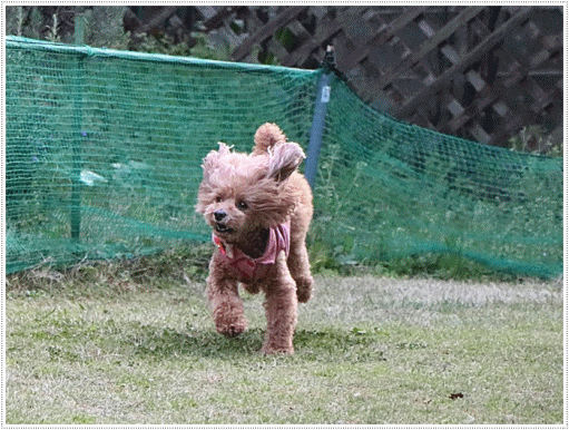 b0175688_20501263.gif