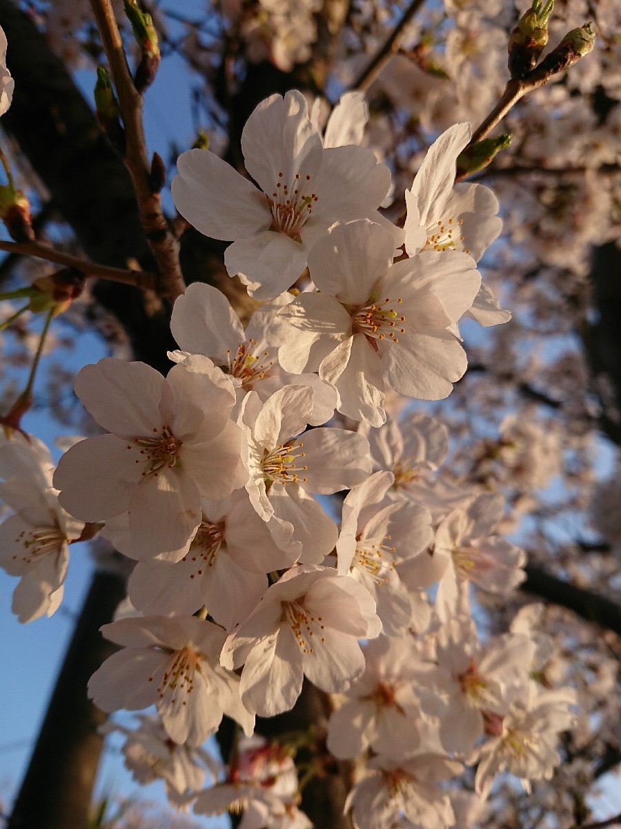 4月のご予約可能日_d0247789_17372879.jpg