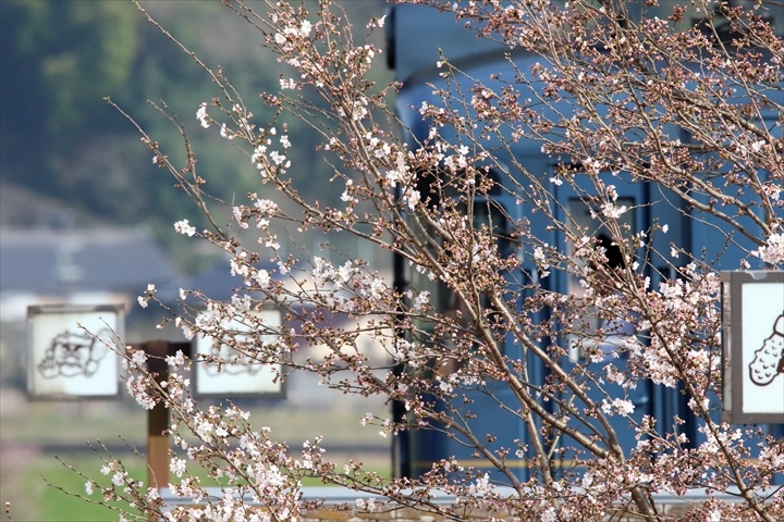 パッと咲くのが桜の花_a0335890_21200656.jpg