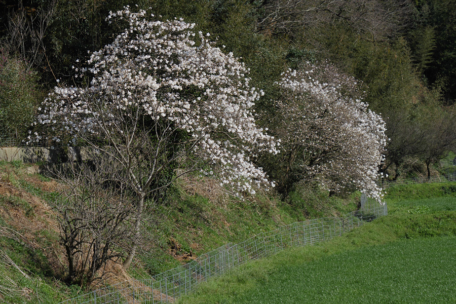 18.03.17：新春山村ショー①平原公園、雷山の麓道２_c0007190_19283038.jpg