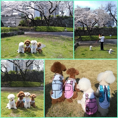 駿府公園でお花見_b0104592_16324649.jpg