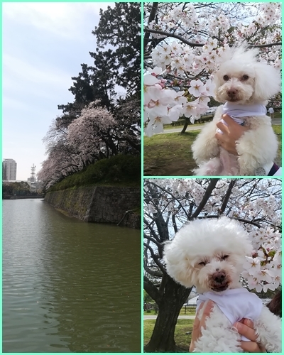 駿府公園でお花見_b0104592_16344747.jpg