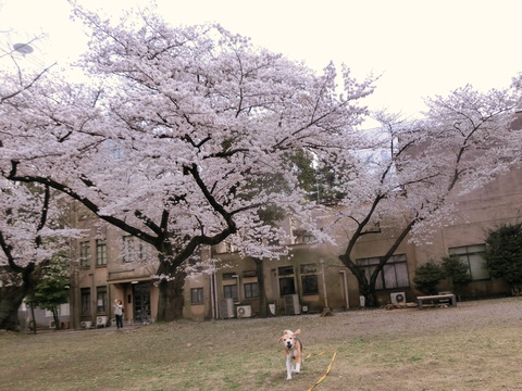 a0319693_742847.jpg