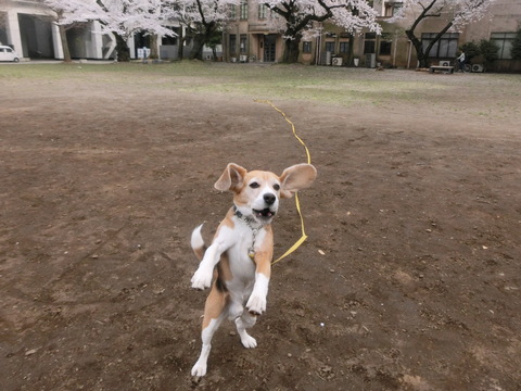a0319693_7443667.jpg