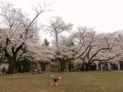 a0319693_7471989.jpg