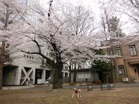 a0319693_747598.jpg